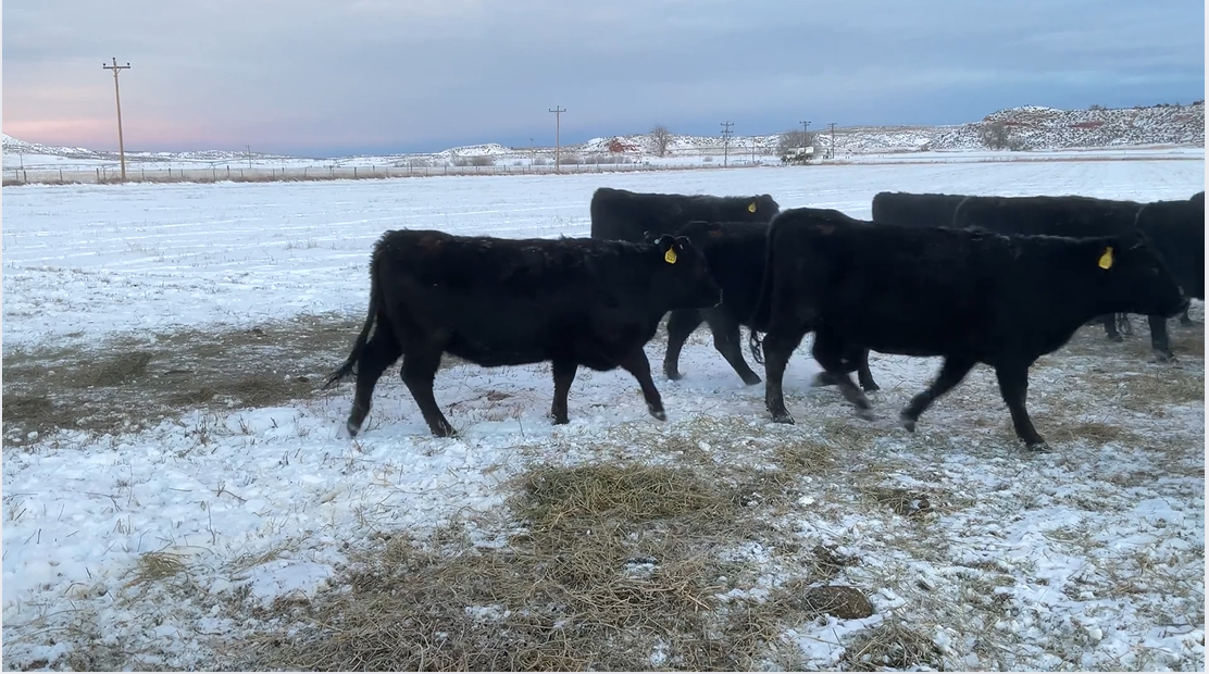 BH114A5 Fancy- 1100+ # Blk Angus bred heifers- Calve April 10th 30 days!